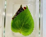 覚えやすい分量！エゴマのキムチ作り方6写真