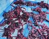 自家製梅干しの副産物　ゆかりの作り方作り方1写真
