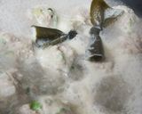 ぶっこみ☆鶏だんごキャベツ鍋♪作り方5写真