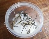 大根の甘酢漬け作り方3写真