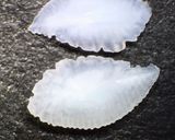 小アジの南蛮漬け作り方6写真