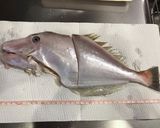 ウチワハギのマース煮作り方1写真