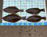 ヒラメの昆布〆　簡単作り方1写真