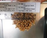 ツナとキノコの濃厚トマトソース作り方8写真