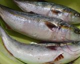 フクラギ（ぶりの幼魚）のお刺身作り方1写真