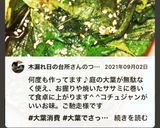大葉のコチュジャン漬け作り方10写真