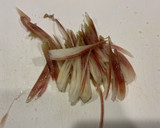 【簡単作り置き】トマトと茗荷のかぼす風味作り方1写真