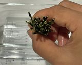 松葉ジュースの作り方(２日分)作り方3写真