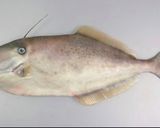ウスバハギのアラ汁と刺し身作り方1写真