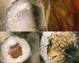 簡単！ホケミでココアパン♪作り方1写真