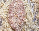 ささみでミラノ風カツレツ作り方5写真