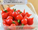 小さな唐辛子＜ビキーニョ＞のピクルス♪作り方1写真