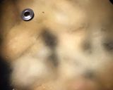 鶏ささみとナスと蓮根の和風カレー風味作り方7写真