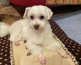 犬ご飯　作り置き鳥レバー作り方9写真