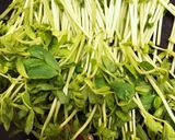 いちじくと豆苗の生春巻き♪作り方2写真
