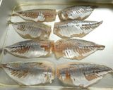 アジのスパイシームニエル作り方1写真