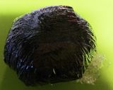 マックロクロスケ♪のぱっかんおにぎり作り方1写真