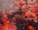 栗の渋皮煮作り方7写真