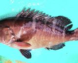【釣りごはん】☆マハタのお頭の煮付け作り方1写真