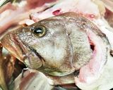 【釣りごはん】☆マハタのお頭の煮付け作り方7写真
