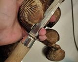 活赤貝のお造り作り方1写真