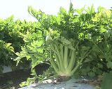 大空町女満別 セロリ①きんぴら作り方5写真