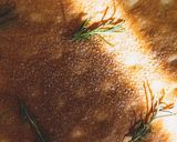 基本のフォカッチャ 〜Focaccia〜作り方9写真