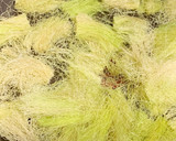 とうもろこしのひげでお茶の素作り方5写真