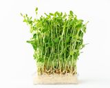【レンジで簡単】もやしと豆苗の塩昆布和え作り方3写真