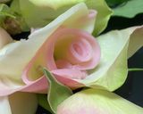 かまぼこ飾り切り！かまぼこで作る薔薇の花作り方6写真