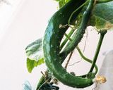 お年寄り絶賛シリーズ☆茄子トマト煮ピザ☆作り方8写真
