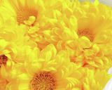 菊花とクコの実のピクルス作り方1写真