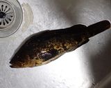 タケノコメバルの煮つけ作り方1写真
