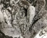こんにゃくゥ海老チリ作り方3写真