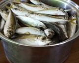 冷蔵庫で簡単干物作り（どんな魚もOK）作り方1写真