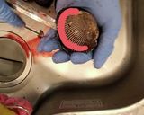 活赤貝のお造り作り方3写真