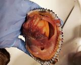 活赤貝のお造り作り方4写真