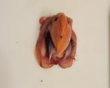 活赤貝のお造り作り方5写真