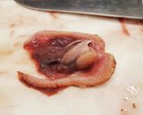 活赤貝のお造り作り方8写真