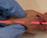 活赤貝のお造り作り方11写真