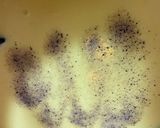 かぼちゃのスープ作り方10写真