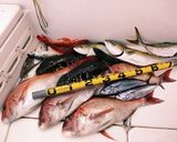 釣りごはん★真鯛とキノコの簡単フリカッセ作り方1写真