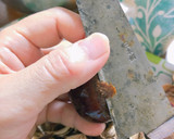 栗の渋皮煮作り方4写真