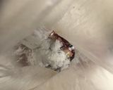 お家居酒屋　揚げずに、タコの唐揚げ作り方4写真