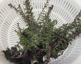赤紫蘇の実の天麩羅^^作り方1写真