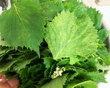保存食♪ご飯のお供♪しその葉のキムチ作り方1写真