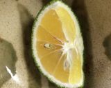 タコときゅうりとワカメの酢の物作り方6写真