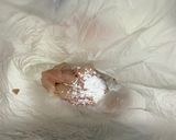 放置しても出来る、材料たった二つの水晶鶏作り方3写真