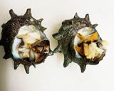 簡単！サザエのエスカルゴ風作り方6写真