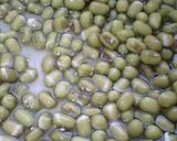 実験「緑豆もやし」作り! 経過報告作り方1写真